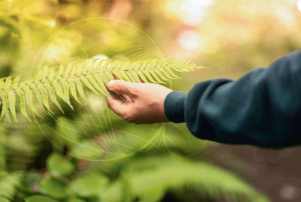 image of hand touching leaf